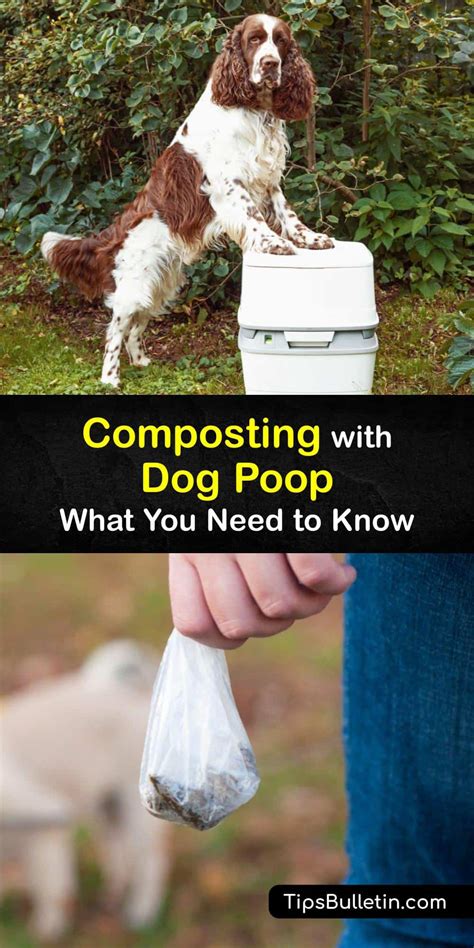 can dog poop be used for fertilizer|Dog Poop Composting 101 .